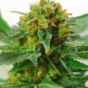 Jack Herer x3 - Sensi Seeds