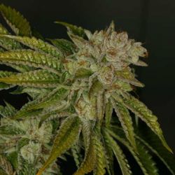 MK-Ultra x2 - T.H. Seeds