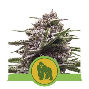 Royal Gorilla Auto x1 - Royal Queen Seeds