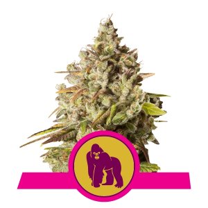 Royal Gorilla x1 - Royal Queen Seeds