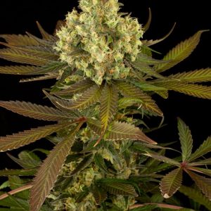 Sour Blueberry x3 - Humboldt Seeds