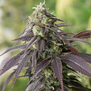 707 Headband x3 - Humboldt