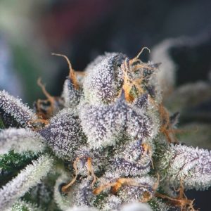Cookies USA x3+1 - Pyramid Seeds