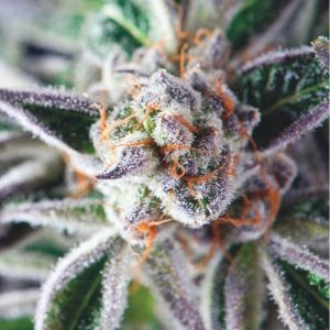 Do-Si-Dos x3+1 - Pyramid Seeds