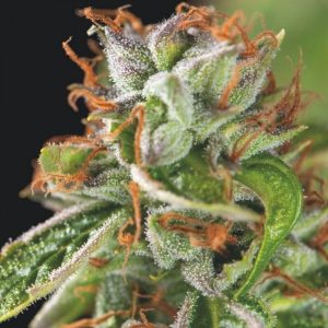 Double OG Haze x3+1 - Pyramid Seeds