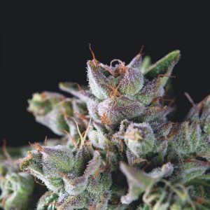 Gorila x1 - Pyramid Seeds