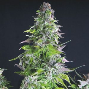 Romulan x3+1 - Pyramid Seeds