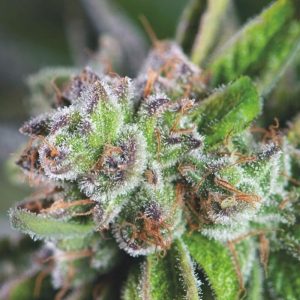 Watermelon Zkittlez x3+1 - Pyramid Seeds