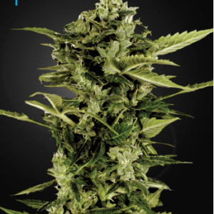 Auto-Bomb x3 - Green House