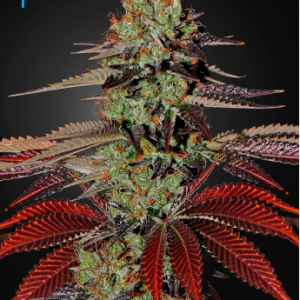 King’s Kush Auto x3 - Green House Seeds