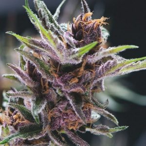 Black Chery Punch x3+1 - Pyramid Seeds