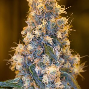 Blue Fire x3 - Humboldt Seeds