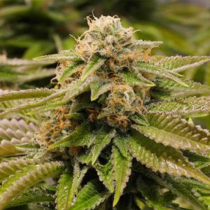 Gorilla Breath x3 - Humboldt Seeds