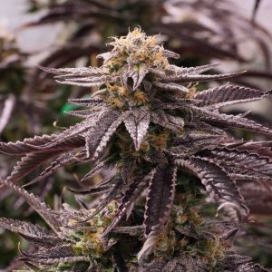 OGKZ x3 - Humboldt Seeds