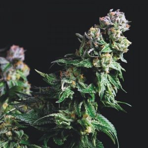 Purple Urkle x3+1 - Pyramid Seeds