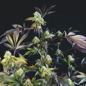 Sunset Sherbert x1 - Pyramid Seeds