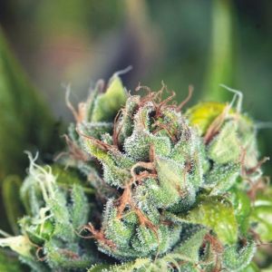 Tahoe Cure x3+1 - Pyramid Seeds