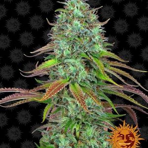 LSD Auto x3 - Barneys Farm