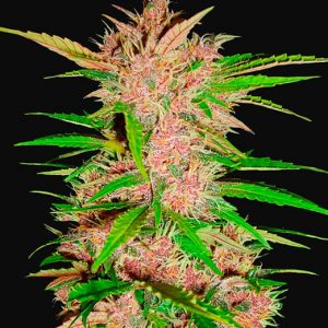 Fastberry Auto x5 - Fast Buds