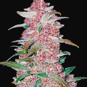 Blackberry Auto x5 - Fast Buds