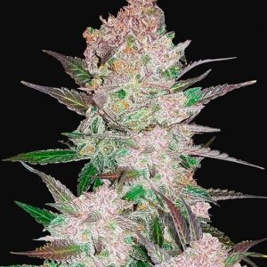 Cream Cookies Auto x5 - Fast Buds