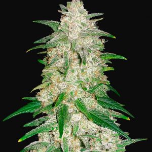 Gelato Auto x5 - Fast Buds