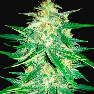 Lemon Ak x3 - Fast Buds
