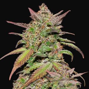Smoothie Auto x5 - Fast Buds