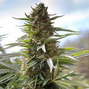 Over Dawg X3 - Medical Seeds