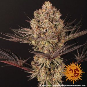 Dos Si Dos 33 x3 - Barneys Farm