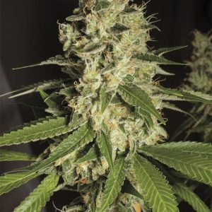 Raspberry Diesel x3 - Humboldt Seeds
