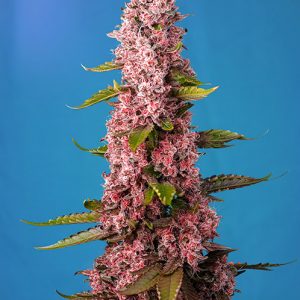 Red Hot Cookies x4 - Sweet Seeds