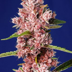 Tropicanna Poison FV x4 - Sweet Seeds