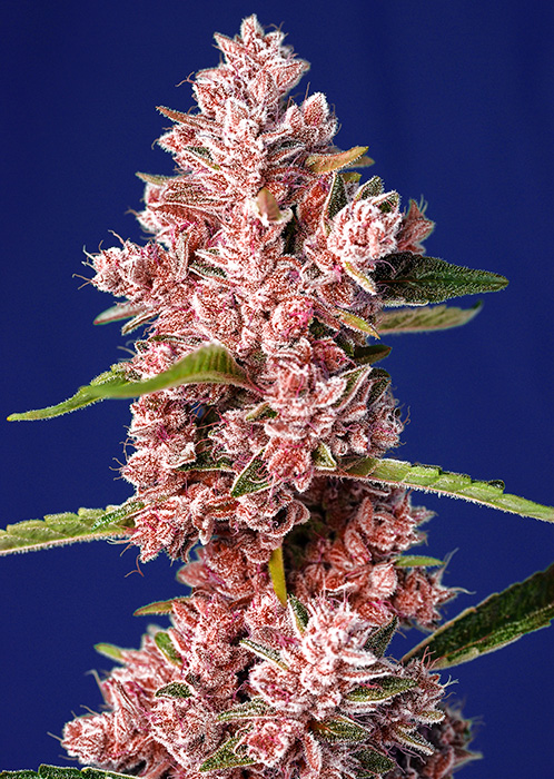 Tropicanna Poison FV x4 - Sweet Seeds