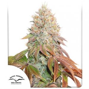 Banana Blaze Auto x100 - Dutch Passion