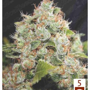 Bcn Sour Diesel x3 + 2 (Caramelo Kush) - Medical Seeds