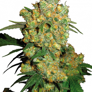 Big Bud x3 - Sensi Seeds