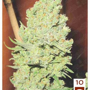 Channel+ x3 (+2 Channel+) - Medical Seeds