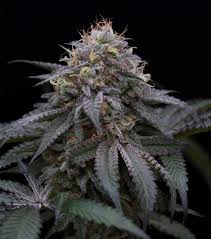 Sugar Breath x3 - Humboldt Seeds