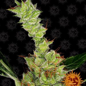 Dr Ginspoon x3 - Barneys Farm