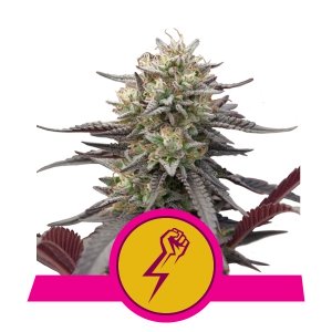 Green Crack Punch Fem x3 - Royal Queen Seeds