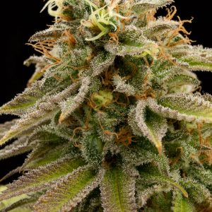 Lemon Thai Kush x3 - Humboldt Seeds
