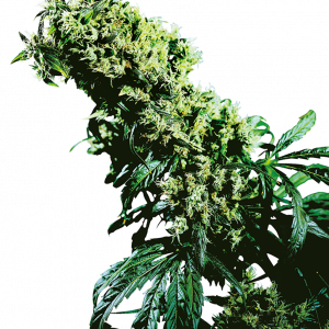 Northern Lights #5 x Haze x3 - Sensi Seeds