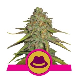 O.G. Kush x1 - Royal Queen Seeds