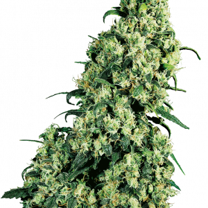 Skunk #1 x3 - Sensi Seeds