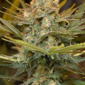 Three Blue Kings x3 - Humboldt Seeds