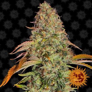 Zkittlez OG Auto x3 - Barneys Farm