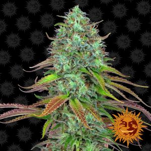 Lsd Auto x1 - Barneys Farm