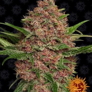 Purple Punch Auto x3 - Barneys Farm