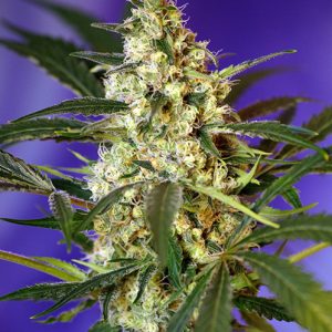 Fast Bud Auto 4 - Sweet Seeds